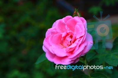 Pink Rose Stock Photo