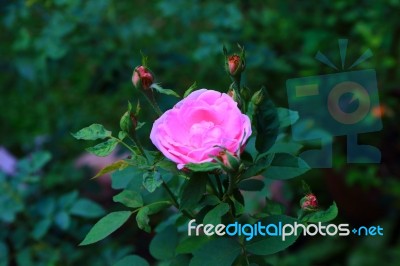 Pink Rose Stock Photo