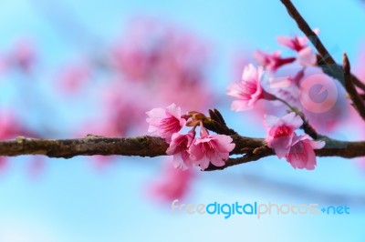 Pink Sakura Blossom With Sky Stock Photo