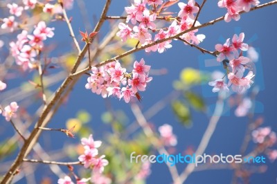 Pink Sakura Flower Stock Photo