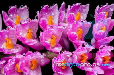 Pink Toothbrush Orchid Flower Stock Photo