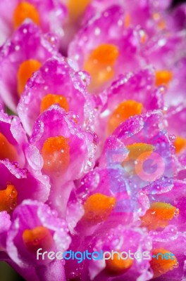 Pink Toothbrush Orchid Flower Stock Photo