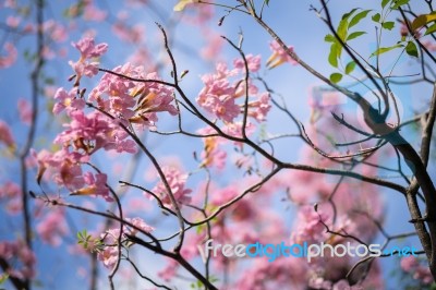 Pink Trumpet Tree Or Tabebuia Rosea Stock Photo