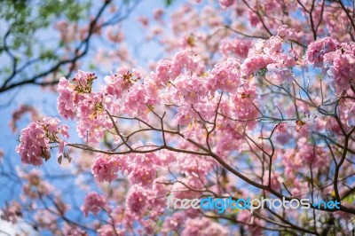 Pink Trumpet Tree Or Tabebuia Rosea Stock Photo