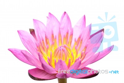 Pink Water Lily Stock Photo
