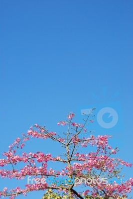 Pink Weigela Tree (sky Background) Stock Photo