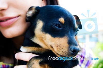 Pinscher Dog Stock Photo
