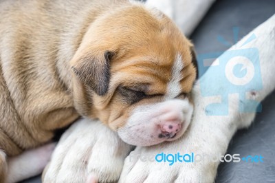 Pit Bull Puppy Dog Stock Photo