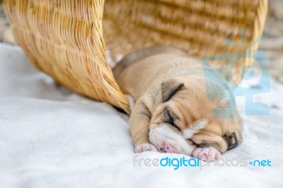 Pit Bull Puppy Dog Stock Photo