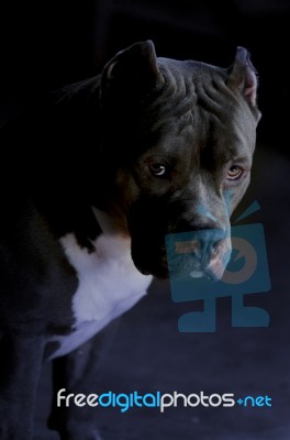 Pitbull Dog Stock Photo