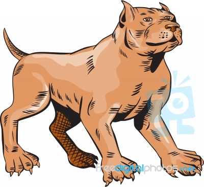 Pitbull Dog Mongrel Standing Etching Stock Image