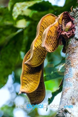 Plant From Jungle. Ecuadorian Amazon Stock Photo