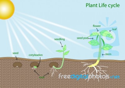 Plant Life Cycle Stock Image