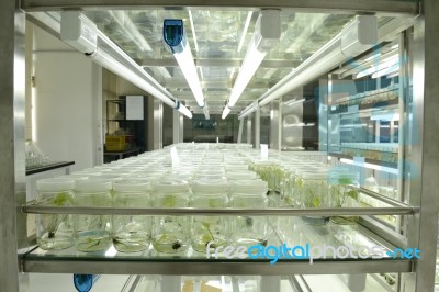 Plant Tissue Culture Stock Photo