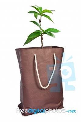 Plant With Paper Bag Stock Photo