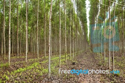 Plantation Of Eucalyptus Stock Photo