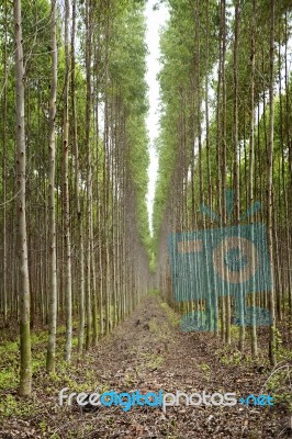 Plantation Of Eucalyptus Stock Photo