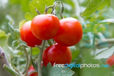 Plantation Of Tomatoes In The Organic Garden Stock Photo