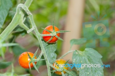 Plantation Of Tomatoes In The Organic Garden Stock Photo