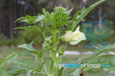 Plantation Of Turkish Shacks In Organic Garden Stock Photo