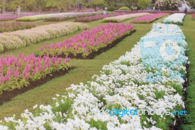 Plantations Flowers With Beauty Stock Photo