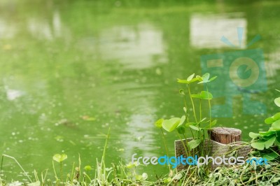 Planted At A Pond Stock Photo