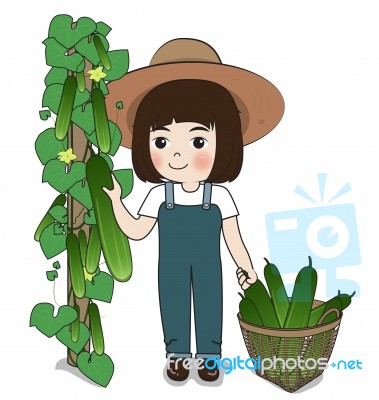 Planter Harvest Cucumber Stock Image
