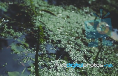 Plants Growing On The Water Stock Photo Plants Growing On The Water Stock Photo