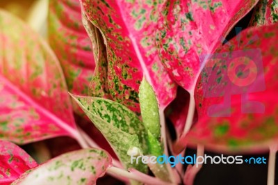 Plants Of Refreshing After The Rain Stock Photo