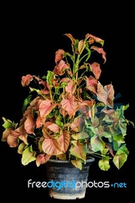 Plants On A Black Background Stock Photo