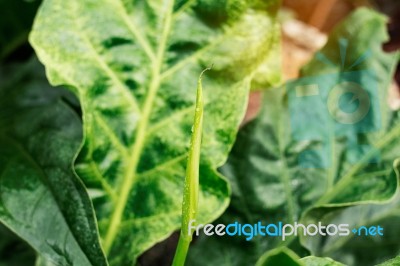 Plants With Droplets After Rain Stock Photo