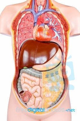 Plastic Human Torso Model With Organs On White Stock Photo
