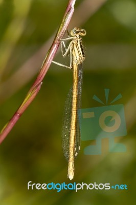 Platycnemis Acutipennis Damselfly Insect Stock Photo