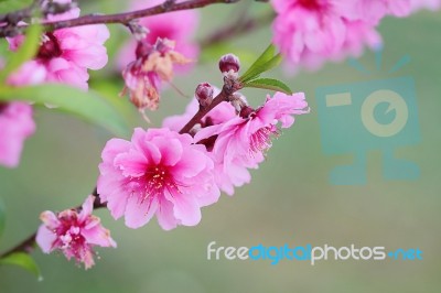 Plum Blossom Stock Photo