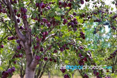 Plum Fruit Garden In Summer Stock Photo