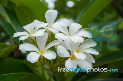 Plumeria Flower Stock Photo