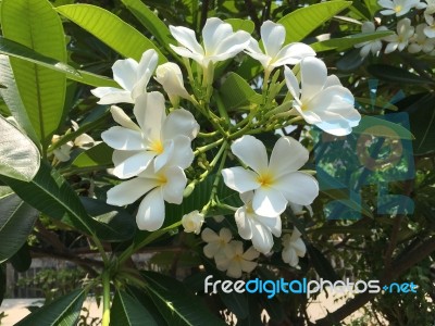 Plumeria Flower Blooming On Tree. Plumeria Flowers Stock Photo Plumeria Flower Blooming On Tree. Plumeria Flowers Stock Photo