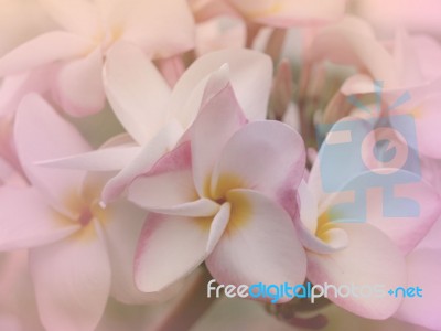 Plumeria Flower Blur Style For Background Stock Photo