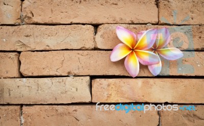 Plumeria Flower On Brick Wall Background Stock Photo
