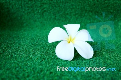 Plumeria Flower On Grass Stock Photo