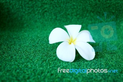 Plumeria Flower On Grass Stock Photo