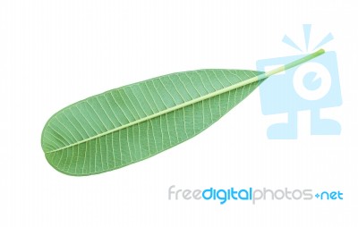 Plumeria Leaves Isolated On White Background With Clipping Path Stock Photo