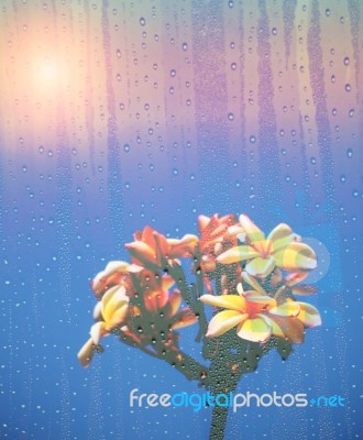 Plumeria With Water Droplets On Glass Stock Photo