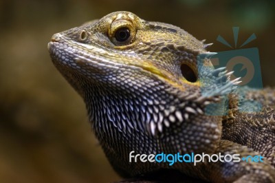 Pogona Stock Photo Pogona Stock Photo