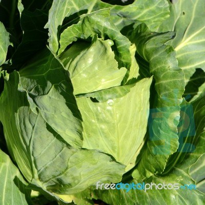 Pointed Cabbage (brassica Oleraceae) Stock Photo