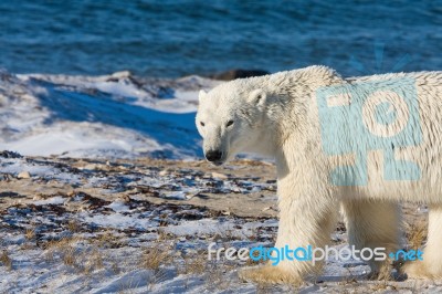 Polar Bear  Stock Photo