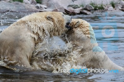 Polar Bear (ursus Maritimus) Stock Photo