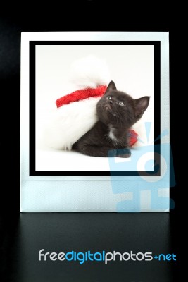 Polaroid With A Kitten Stock Photo