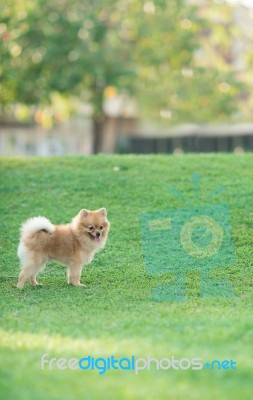 Pomeranian Stock Photo