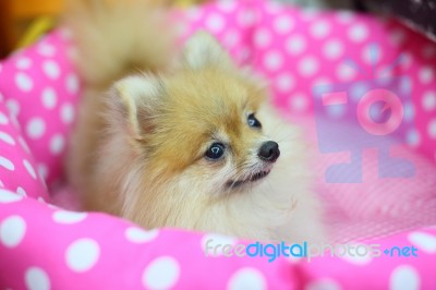 Pomeranian Dog Stock Image